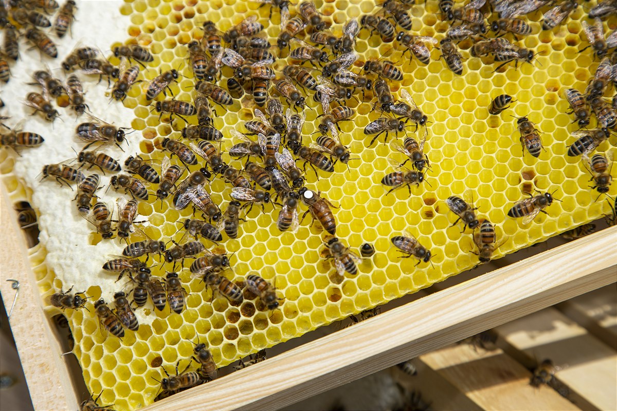 Um die Bienenkönigin von den anderen Bienen leichter unterscheiden zu können, wird sie mit einem weißen Punkt auf dem Rücken markiert.